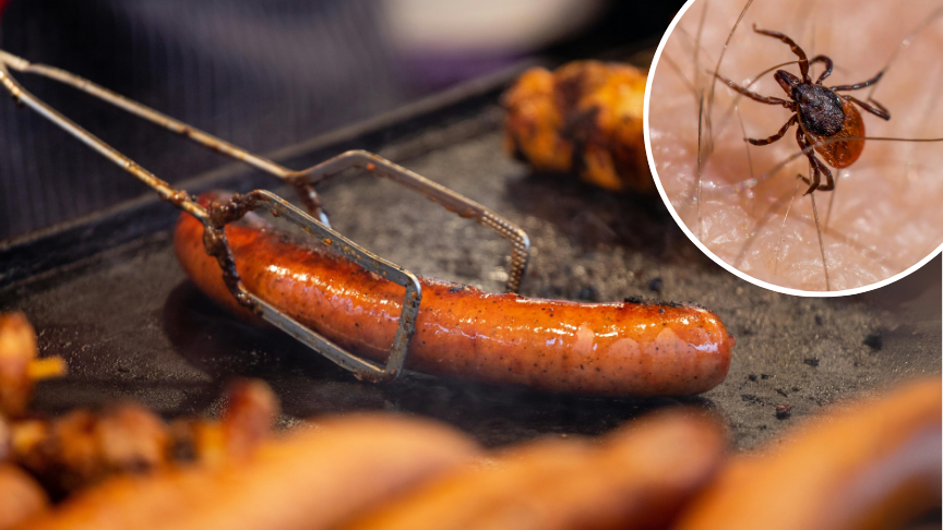Image of a sausage and other meats being cooked on a BBQ with inset of magnified tick on skin