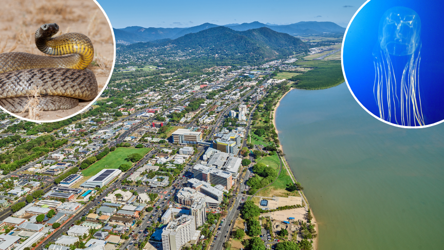 Aerial image of Cairns Hospital and the esplanade with inset of a snake in top left corner and and jelly fish in top right corner