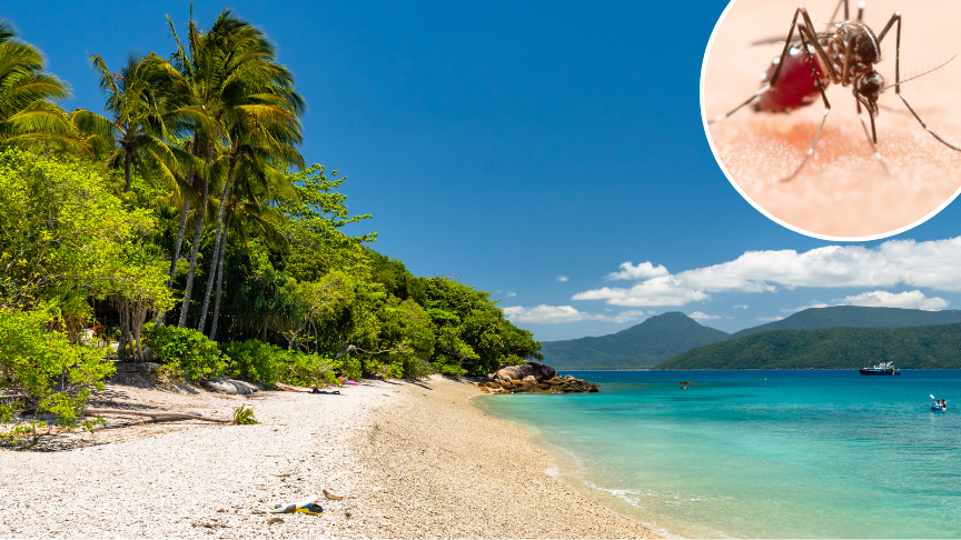 View of beach with inset of mosquito sitting on skin